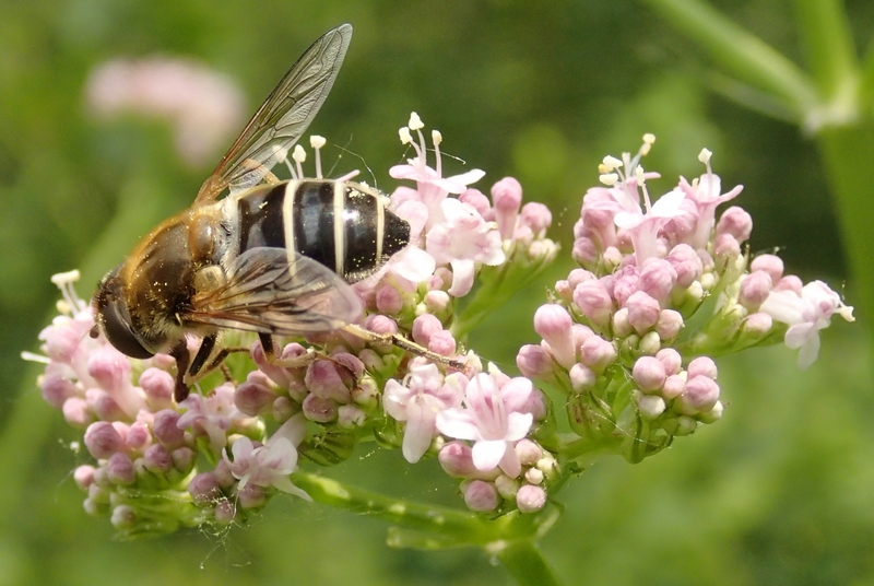 Eristalis arbustorum